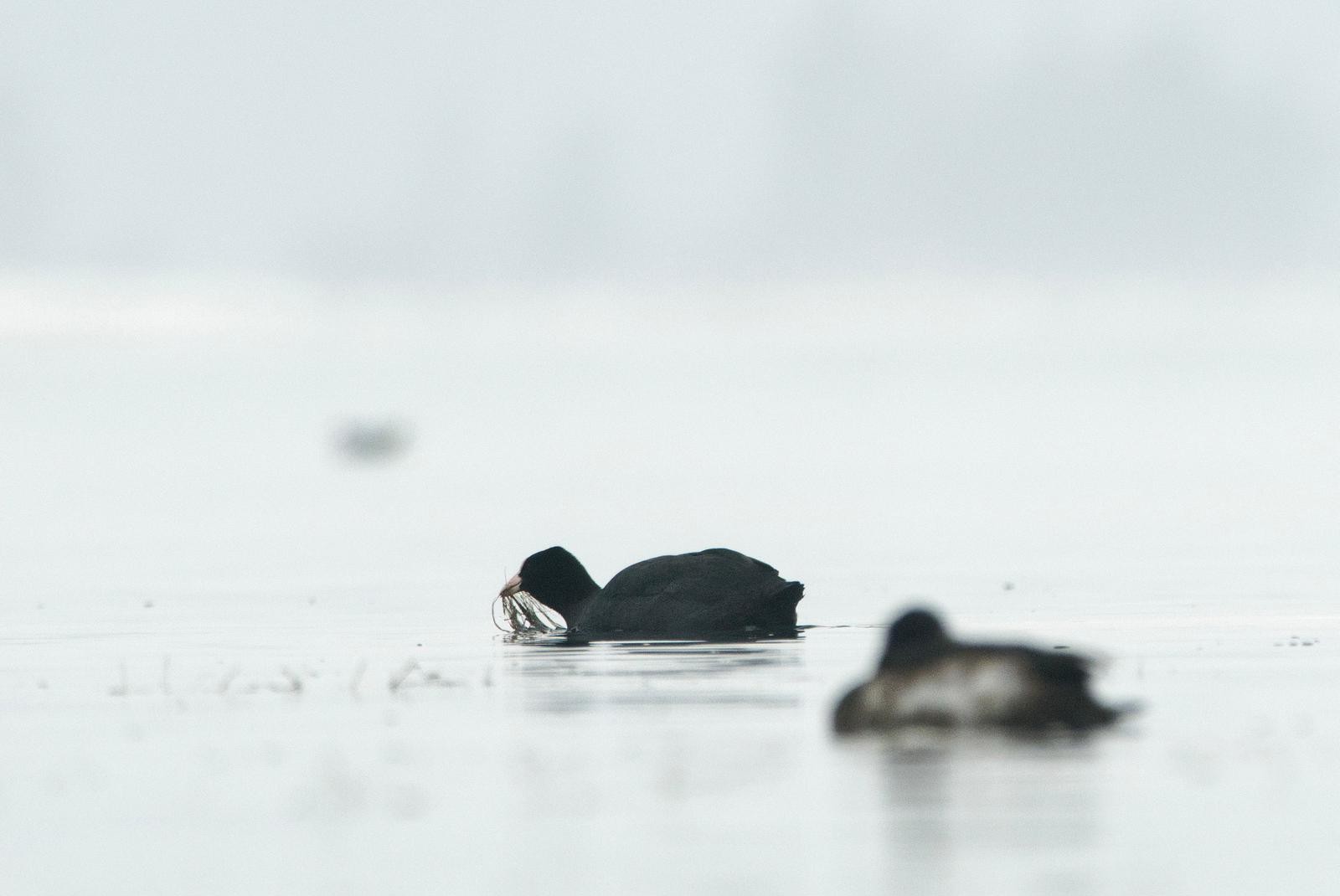 Ein Blässhuhn frisst Wasserpflanzen, nach denen es zuvor getaucht hat